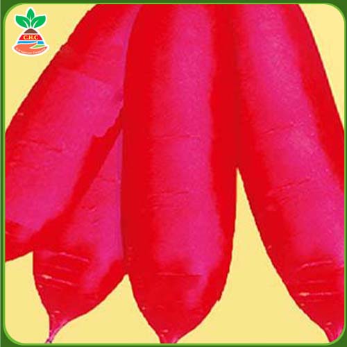 F1 long red radish seeds